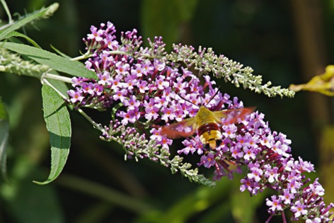 Macroglossum stellatarum